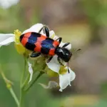 Barciel pszczołowiec