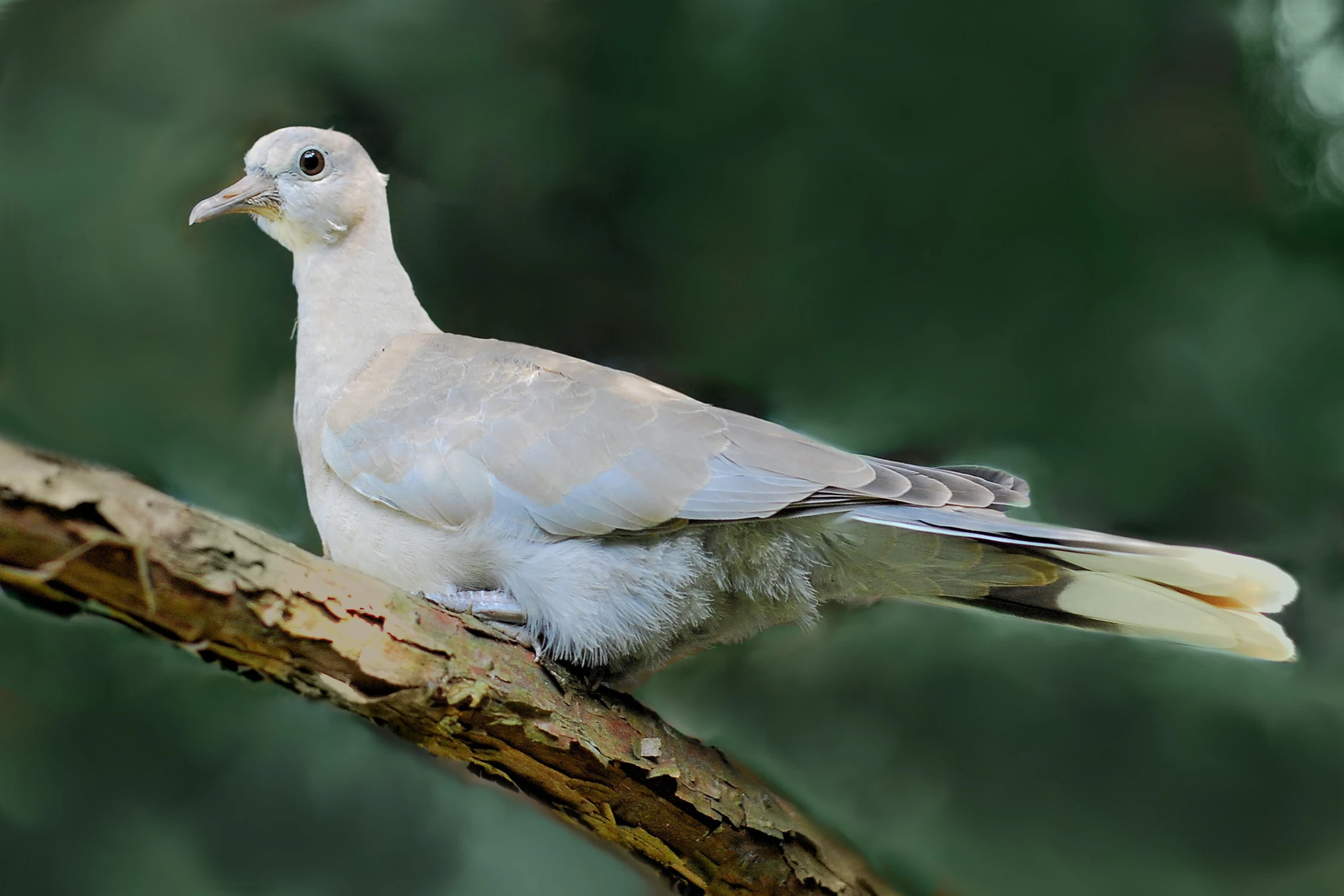 MŁODA