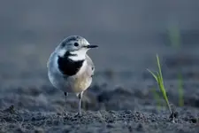Pliszka