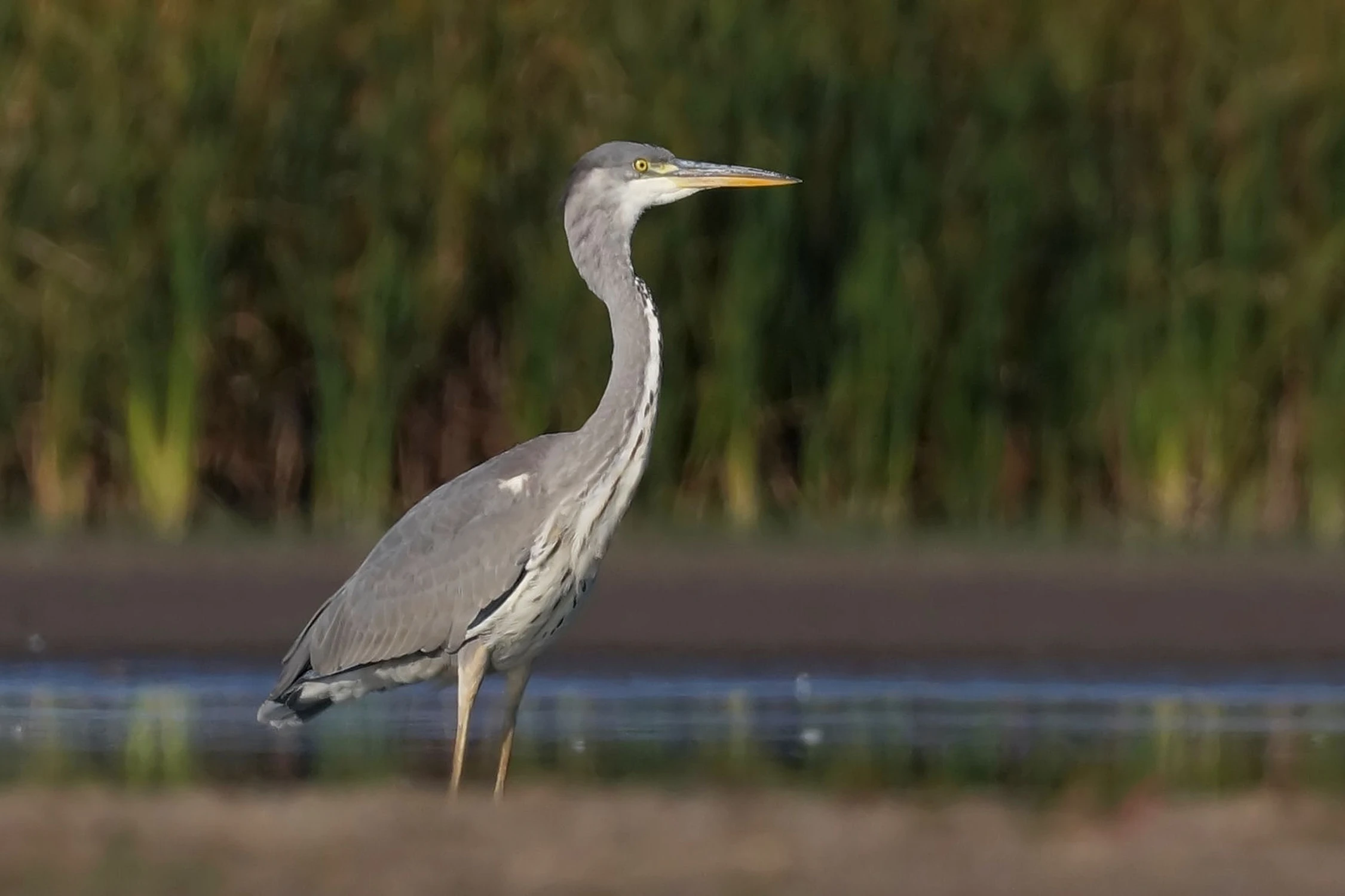 Siwa