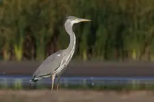Siwa