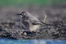 Pliszka