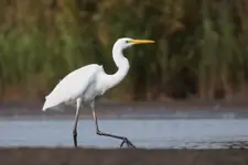BIAŁA