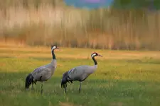 PRZEDWIECZORNY SPACER