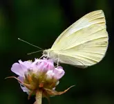 cytrynek 