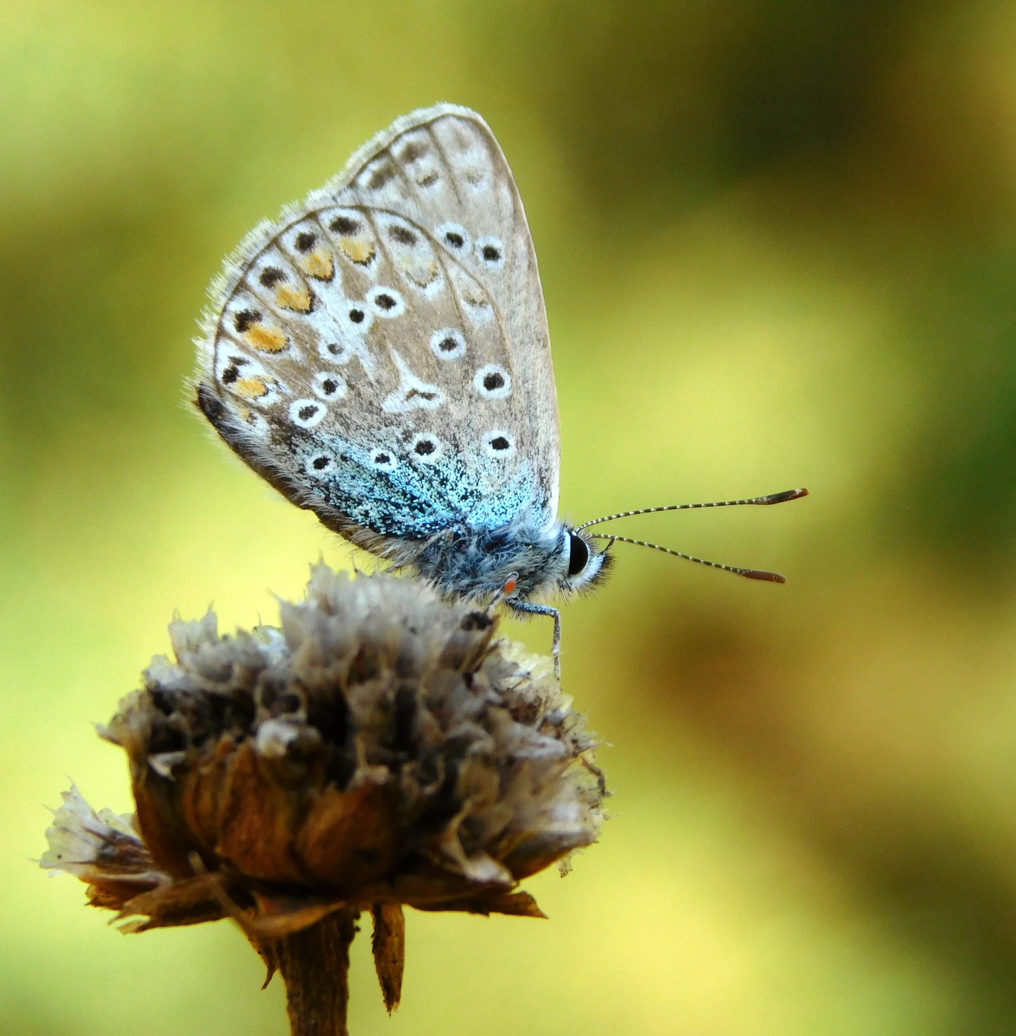 Motyl na suchym kwiatku