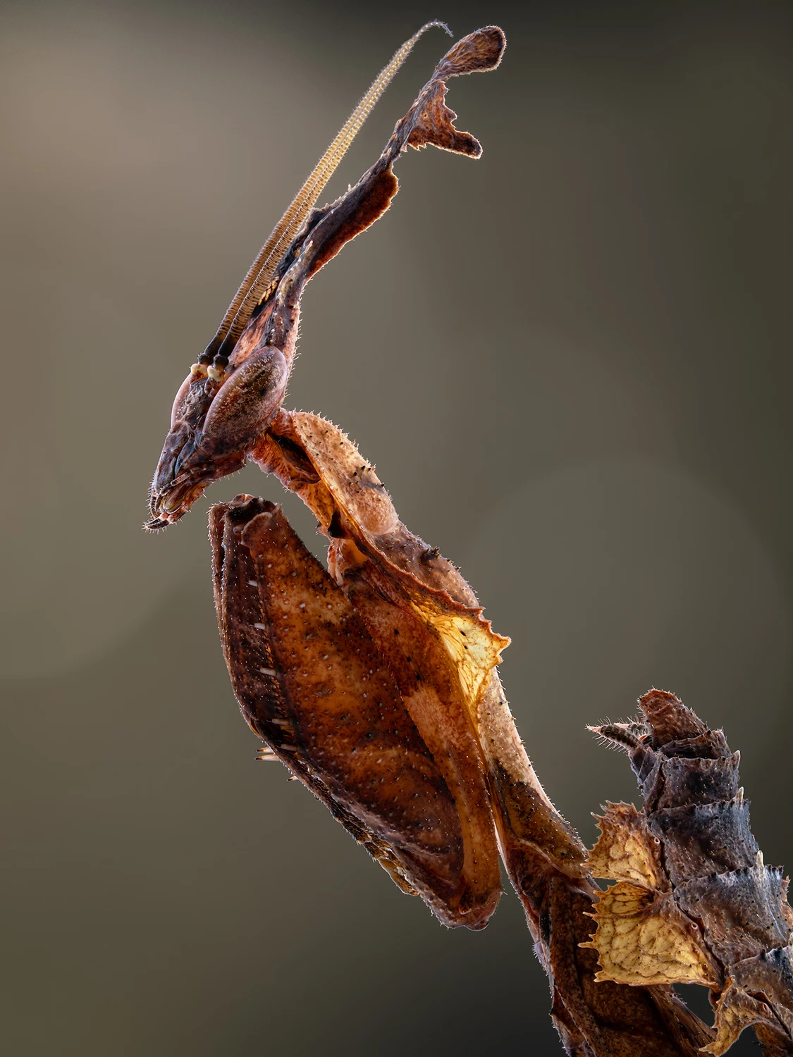 Phyllocrania paradoxa.