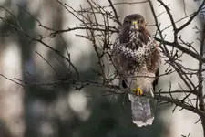 Widzę Cię !!!