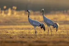 Grażyna ... ktoś nas obserwuje ...