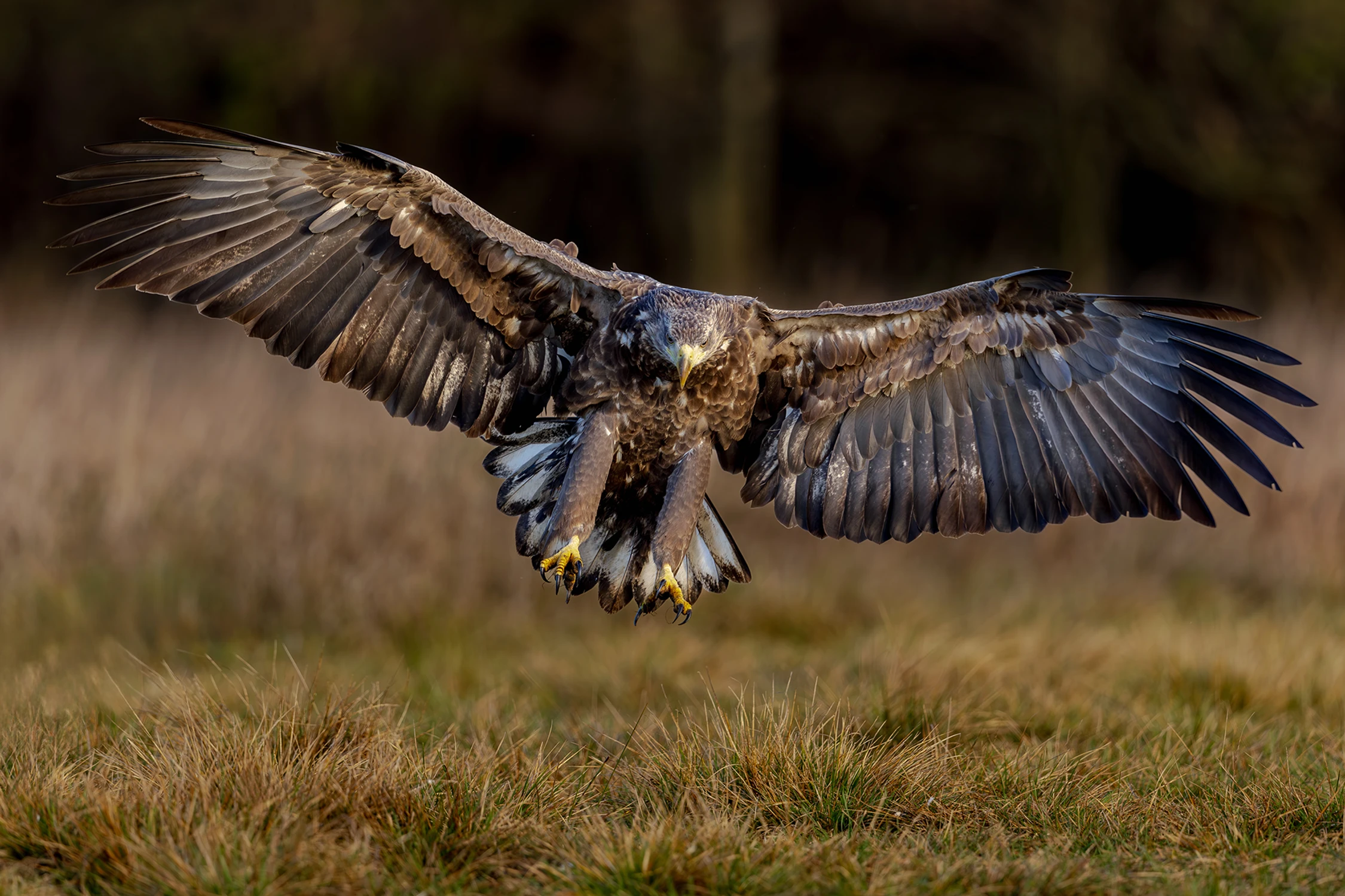 Pełna rozpiętość 