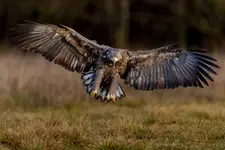 Pełna rozpiętość