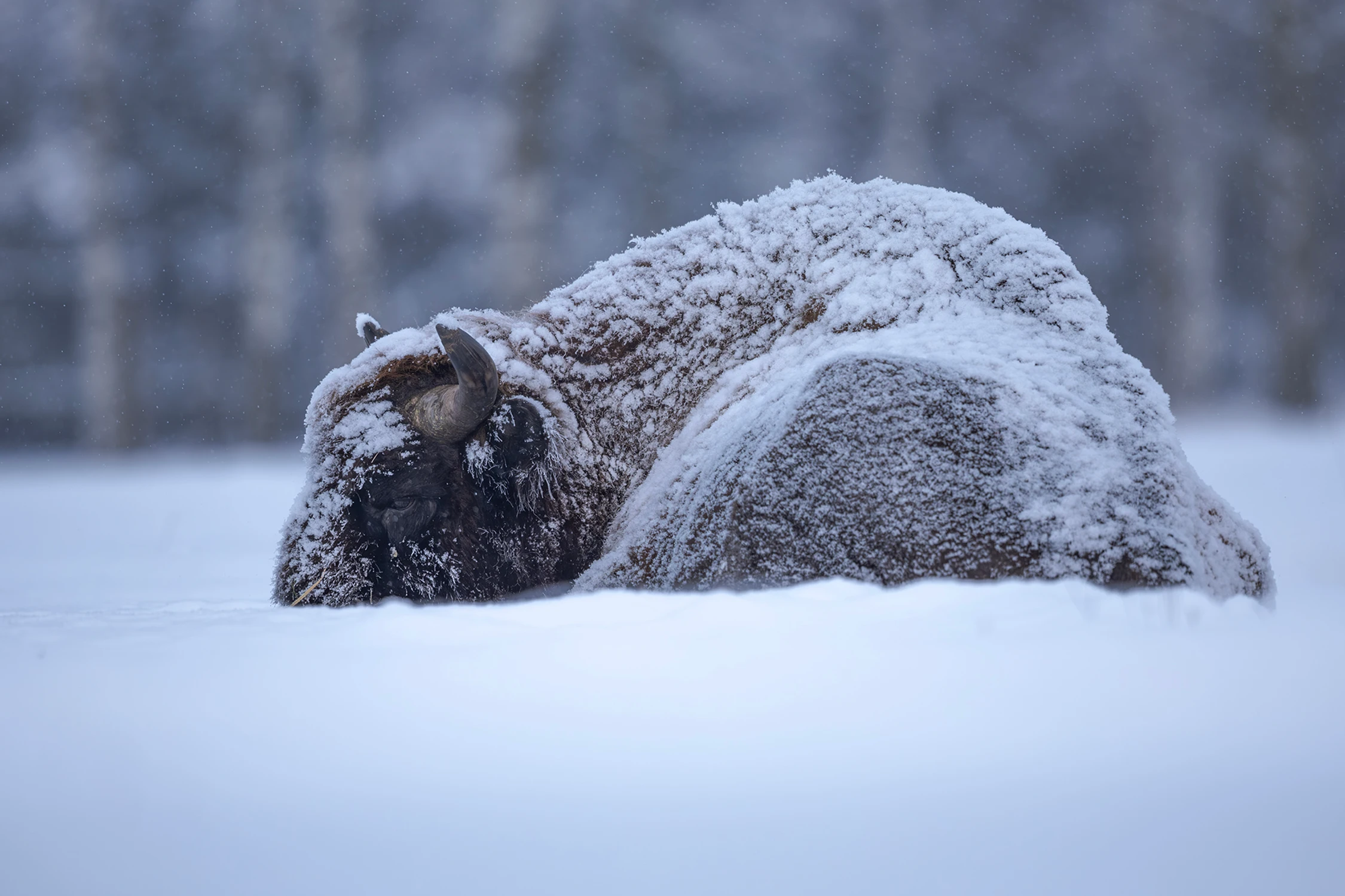 Schowam się pod śniegiem to może szybciej ten tydzień zleci ...