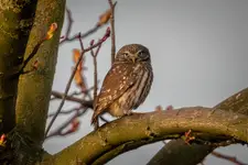 Poniedziałek i ja ...