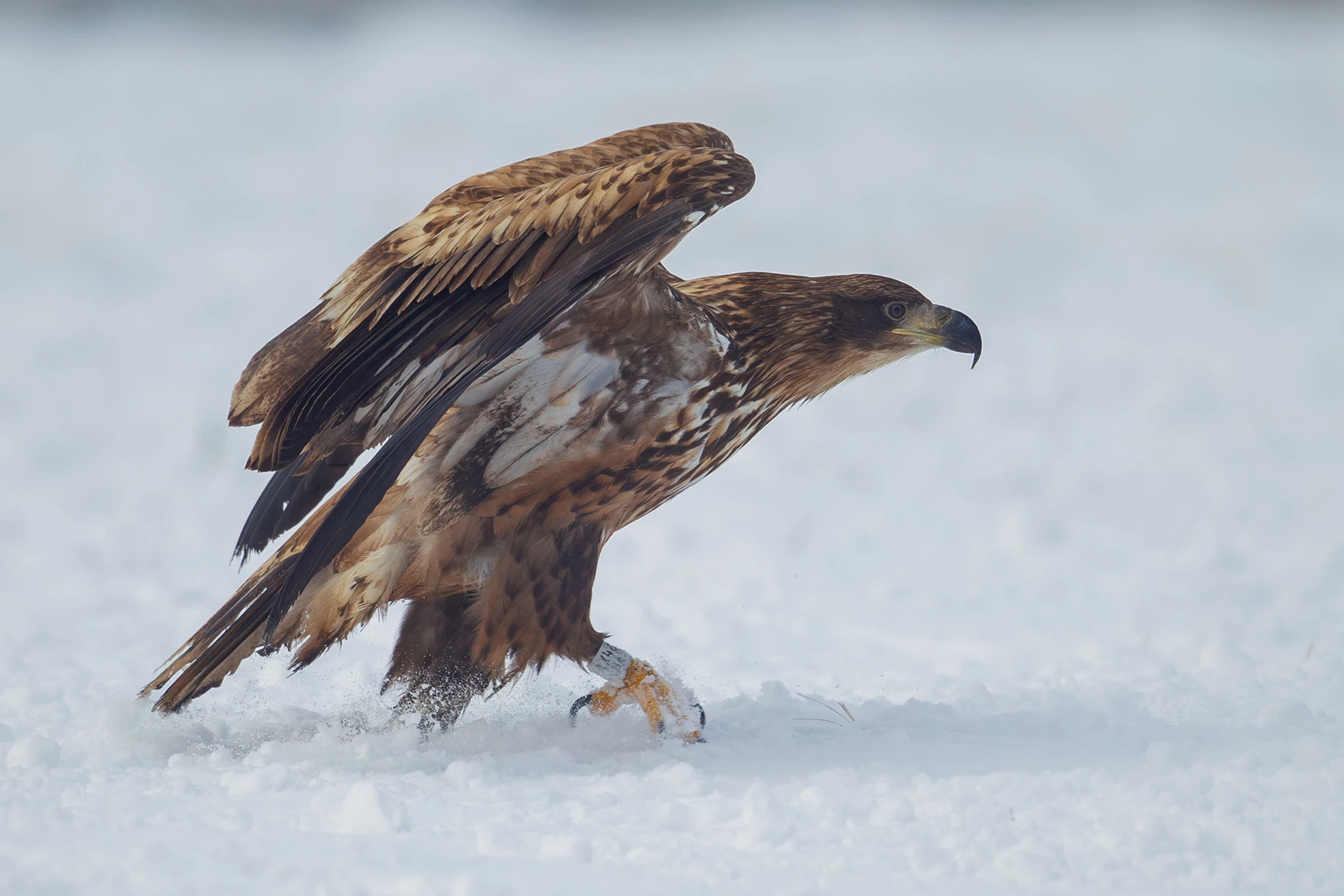 ale nawaliło tego śniegu