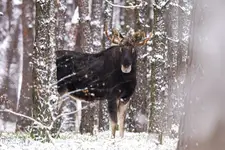 Halo ... to już piątek !!!