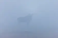 Ostry cień mgły 