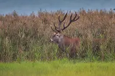Maskowanie