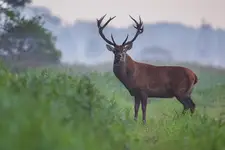 Macho 