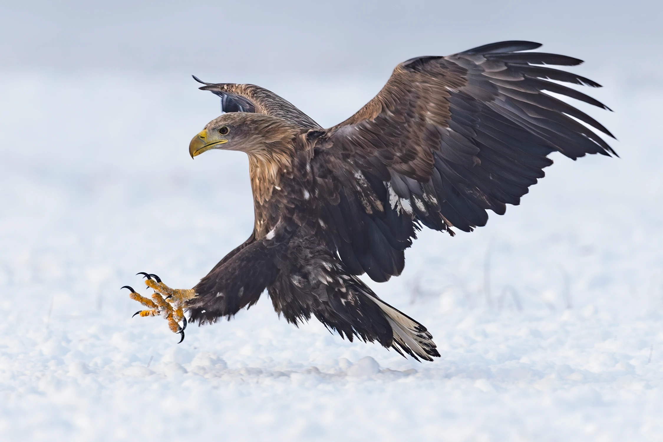 Prosto w biały puch 