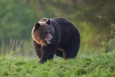 miś