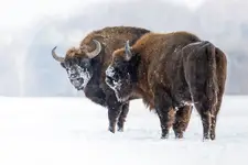 Nad czym tak myślisz ?