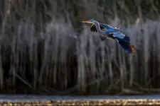 Czapla siwa
