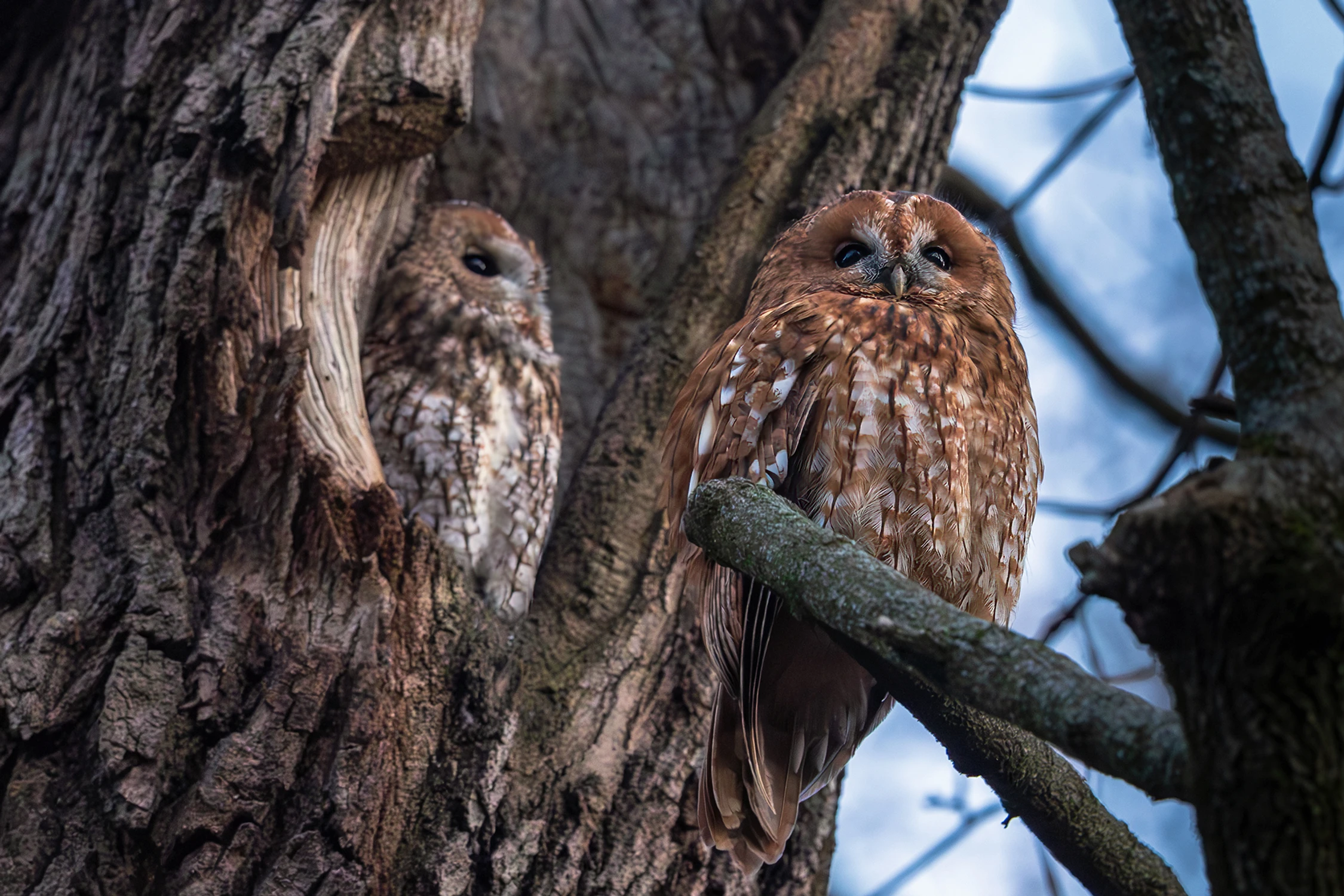 Co dwie sowy to nie jedna