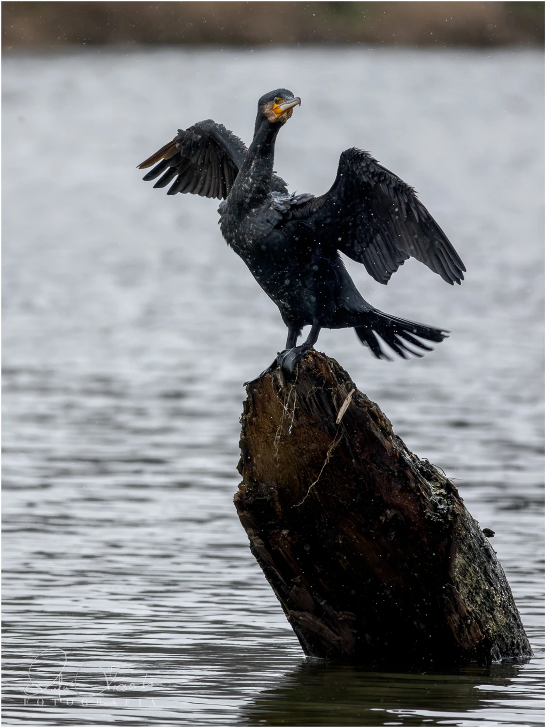 Kormoran zwyczajny