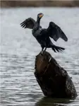 Kormoran zwyczajny