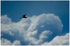 Pterodaktyl