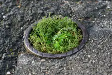 Bonsai