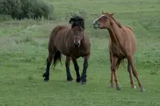 zaczepki