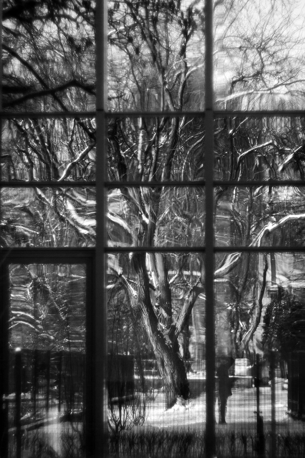 Sekretne życie drzew