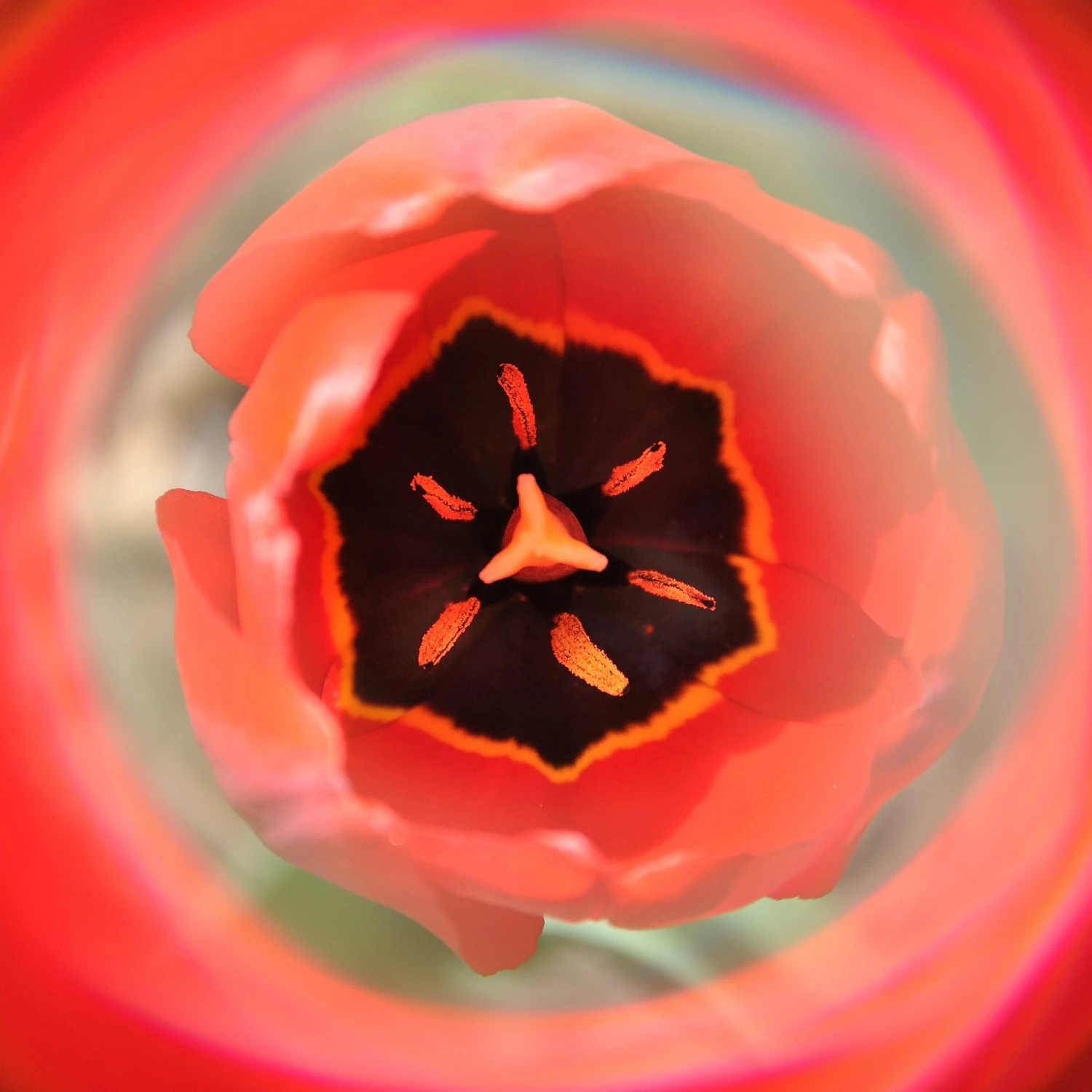 Tulipan