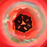 Tulipan