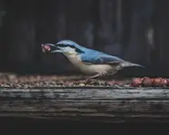 Kowalik