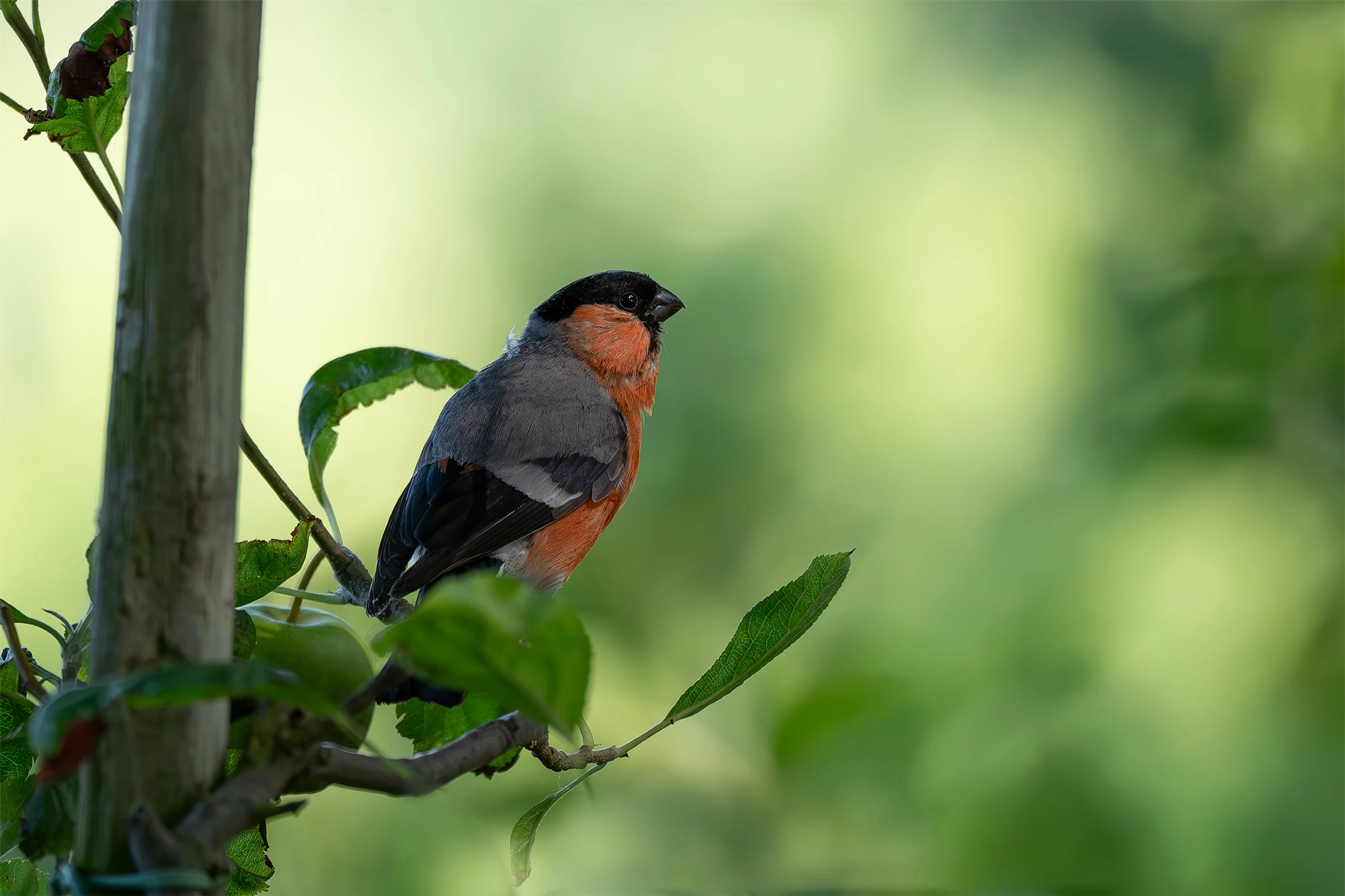 Mr. Bullfinch