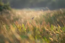 Żeglując wśród traw