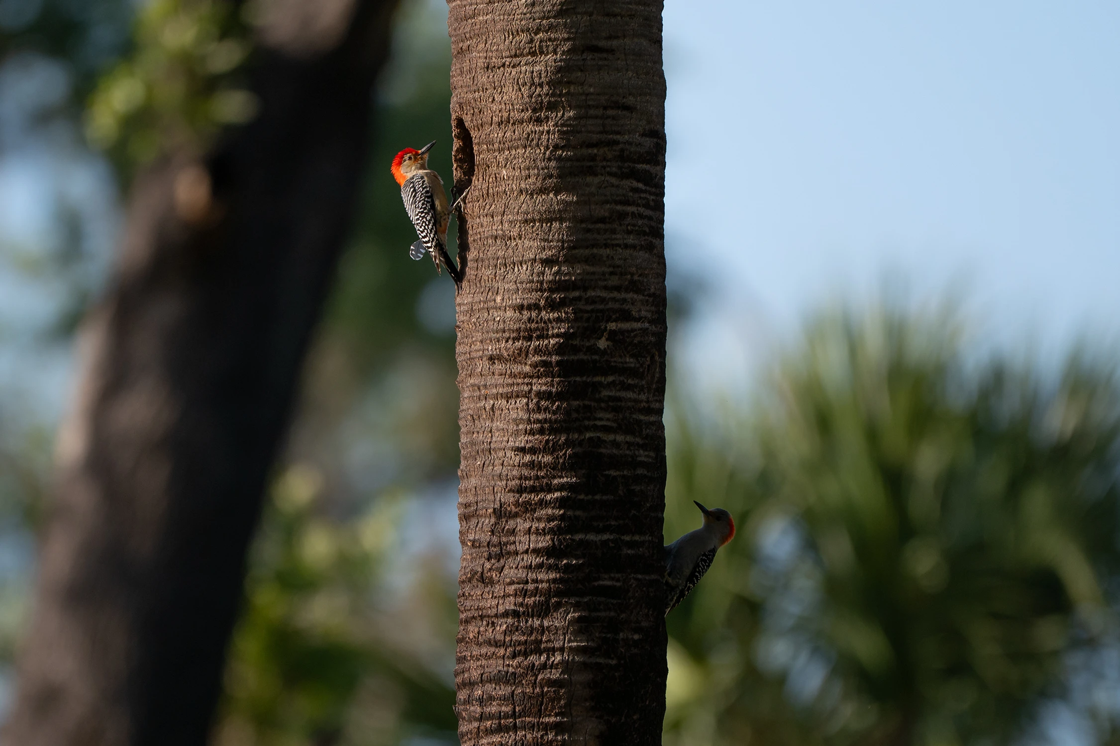 Ty idź przodem, ja sprawdzę tył