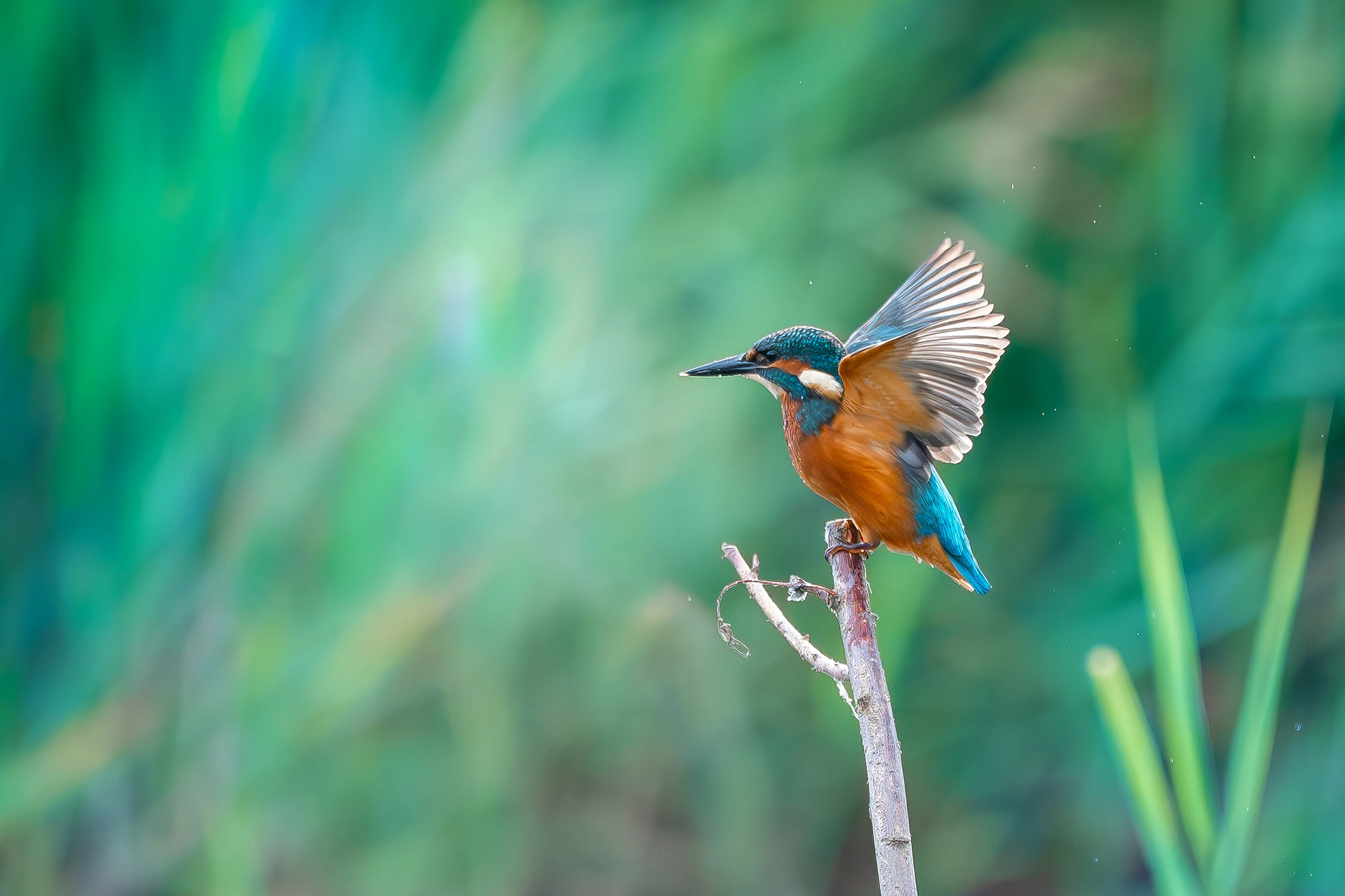 Kingfisher of the Emerald Isle