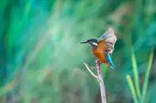 Kingfisher of the Emerald Isle