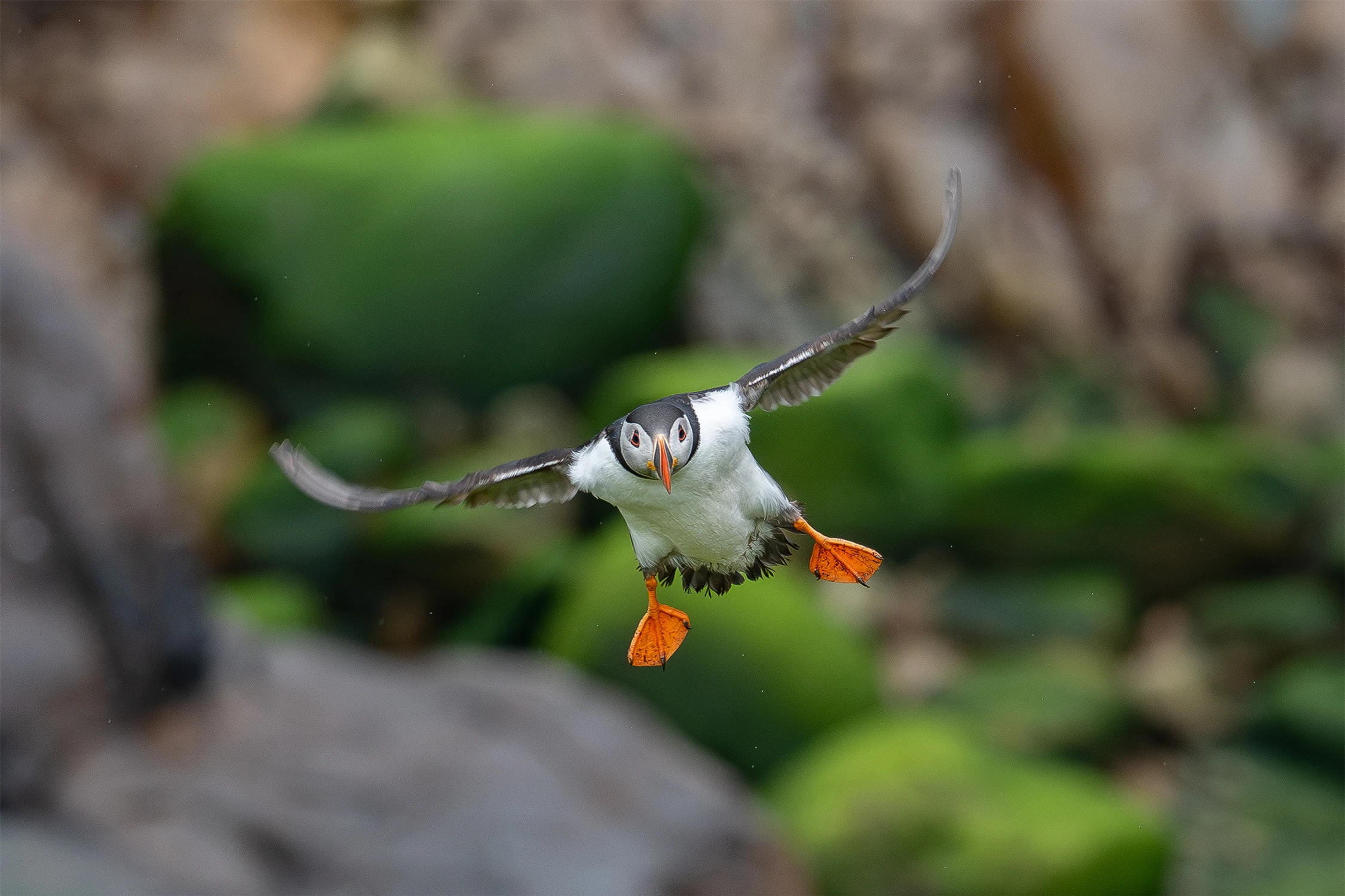 Maskonur z Saltee Island 2