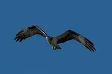 Osprey