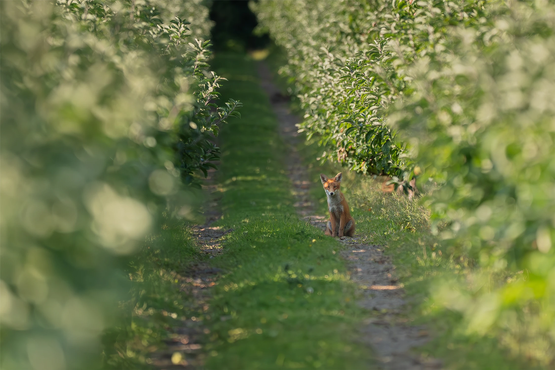 Guardian of the Orchard 🦊