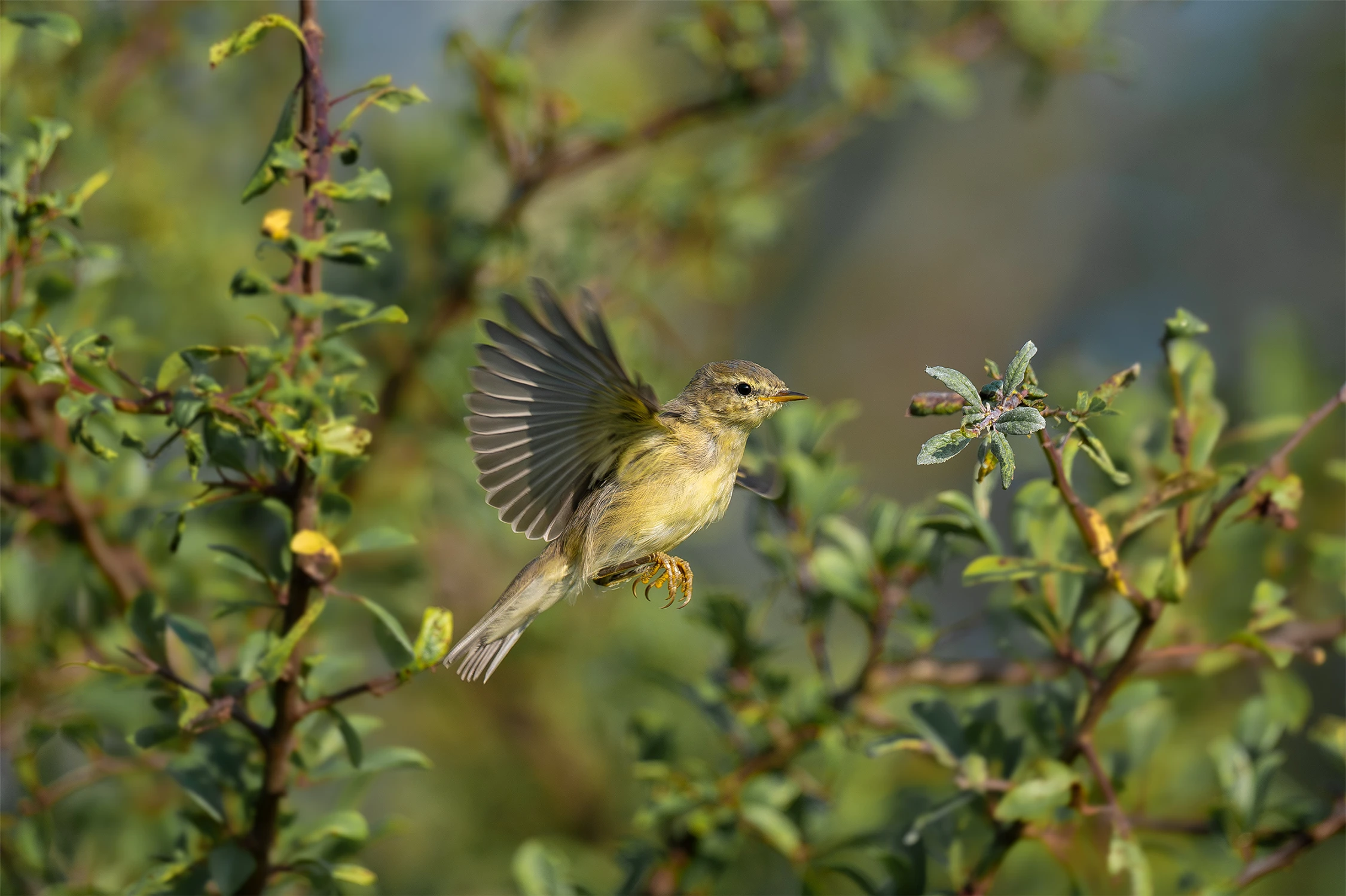 Chiffchaff