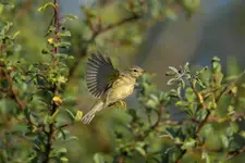 Chiffchaff