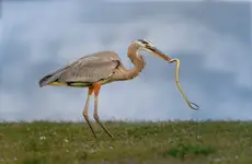 Great Blue Heron