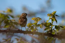 Stonechat