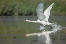 Łabędź