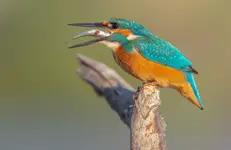 Zimorodek